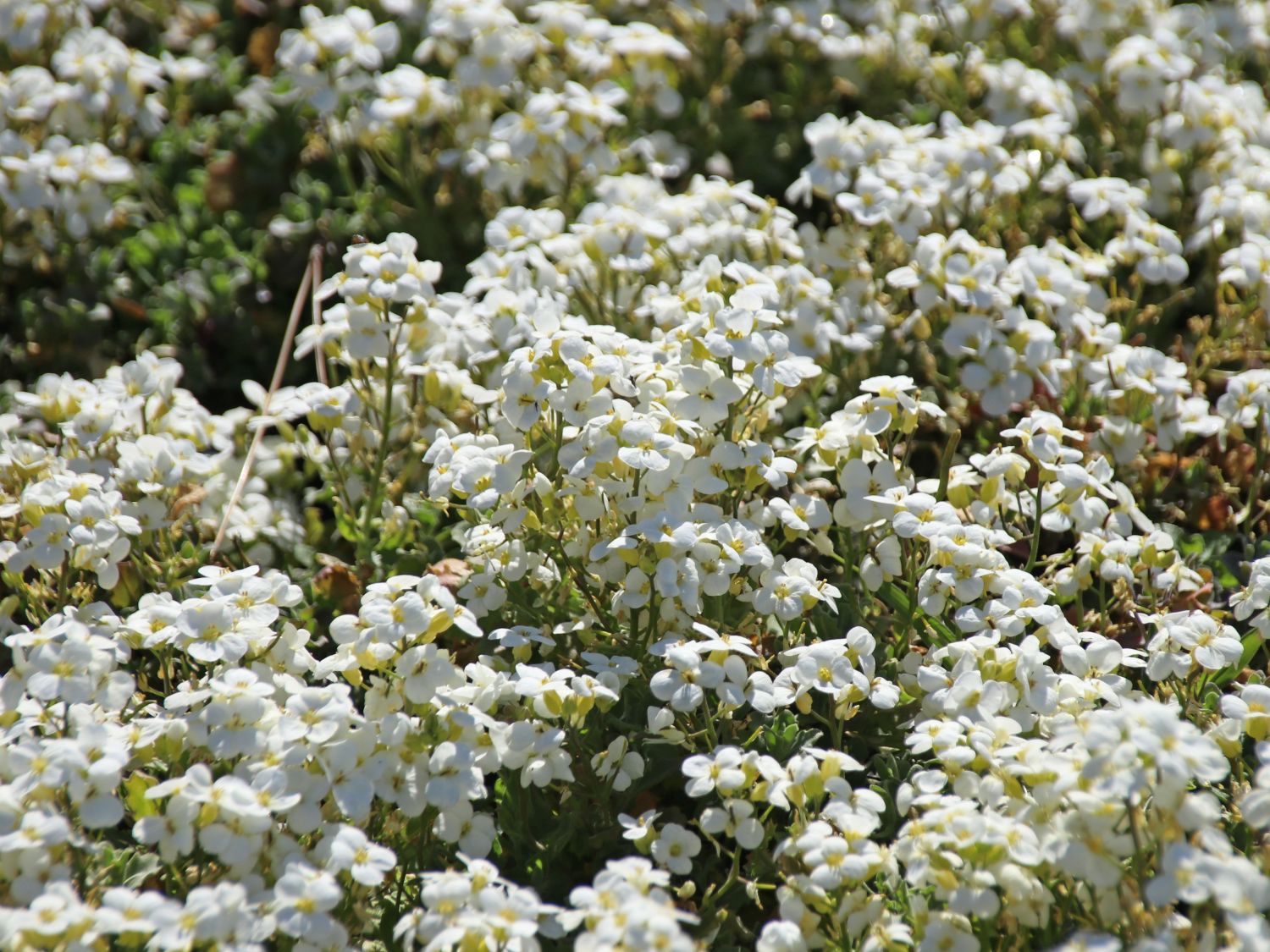 Gänsekressen (Arabis)