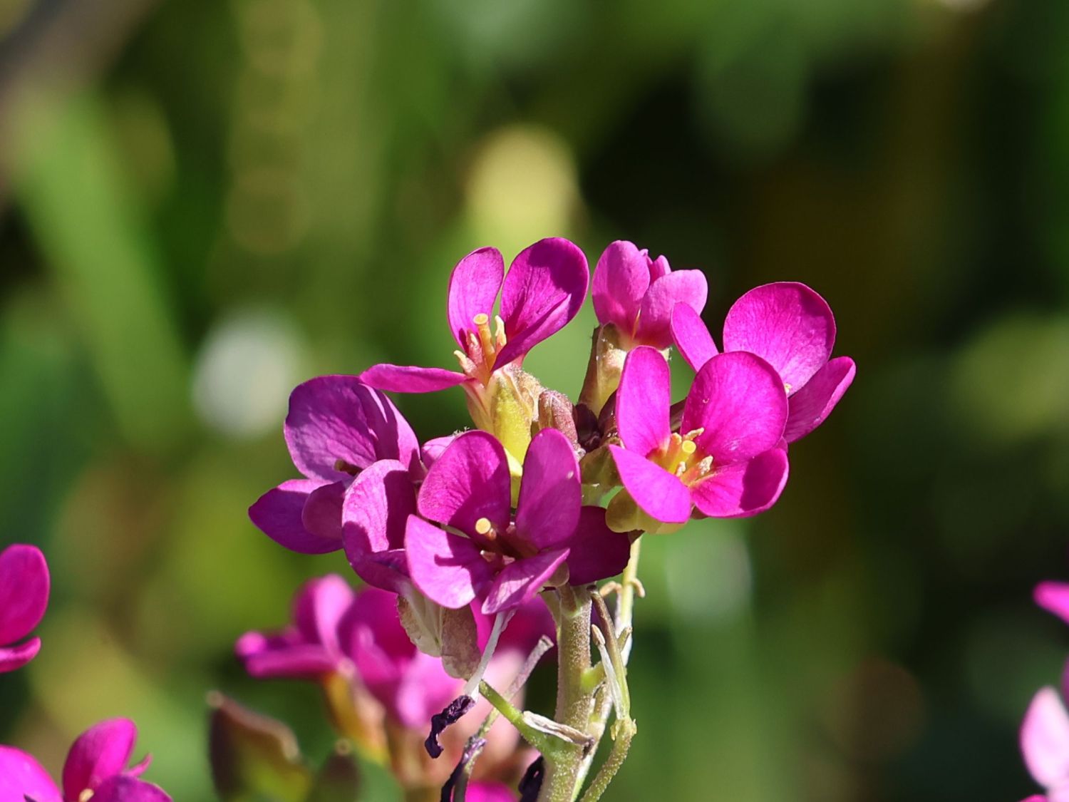 Gänsekresse 'Pinkie'