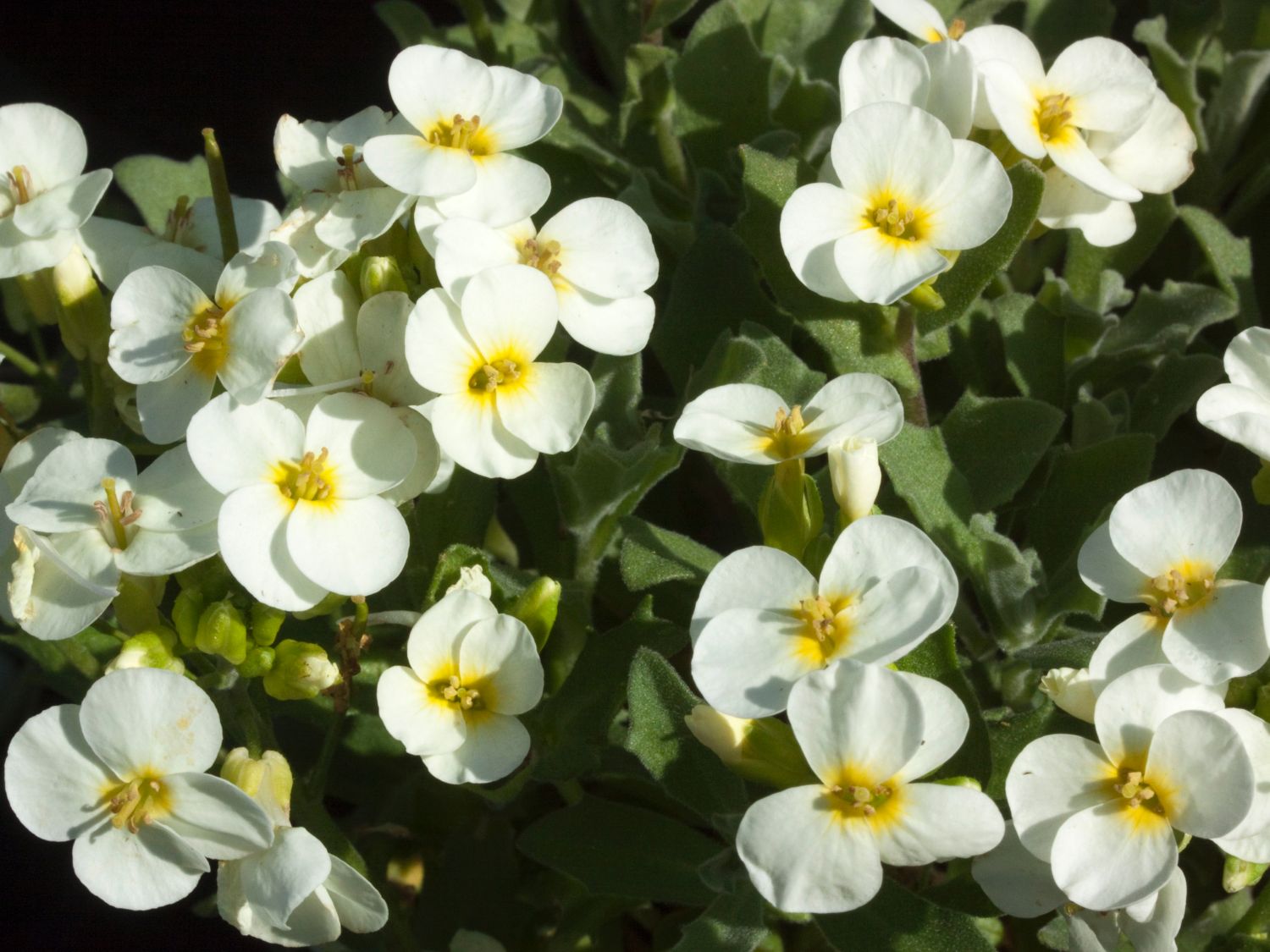 Gänsekresse 'Pixie Cream' Expertenwissen zu dieser Staude