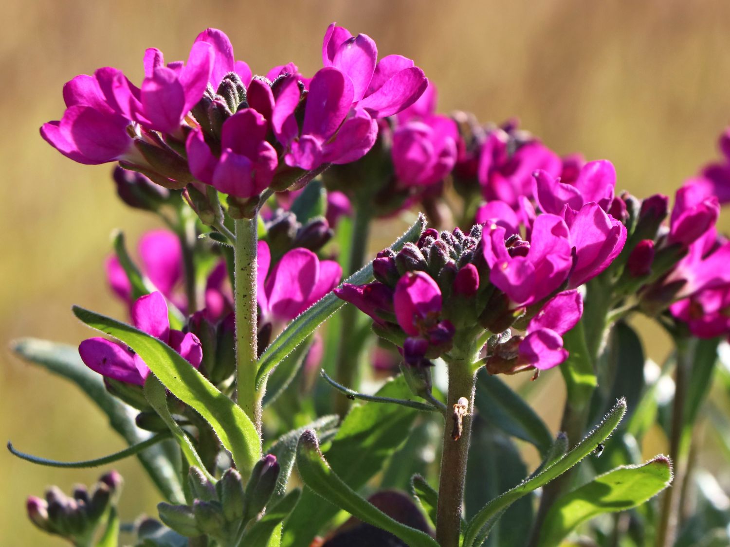 Gänsekresse 'Rose Delight' ®