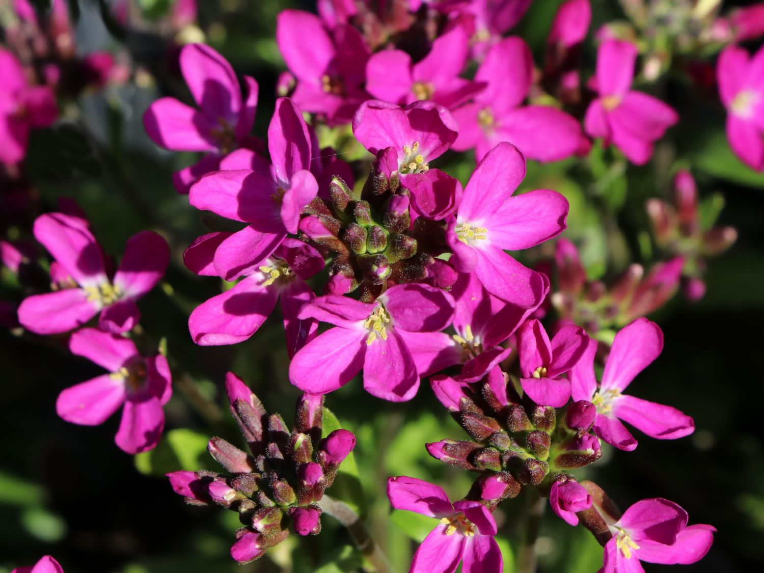 Gänsekresse 'Rote Sensation'