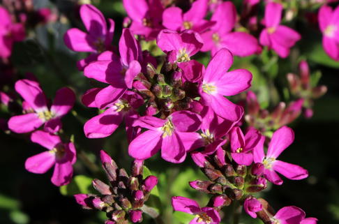 Gänsekresse 'Rote Sensation' - Arabis blepharophylla 'Rote Sensation'