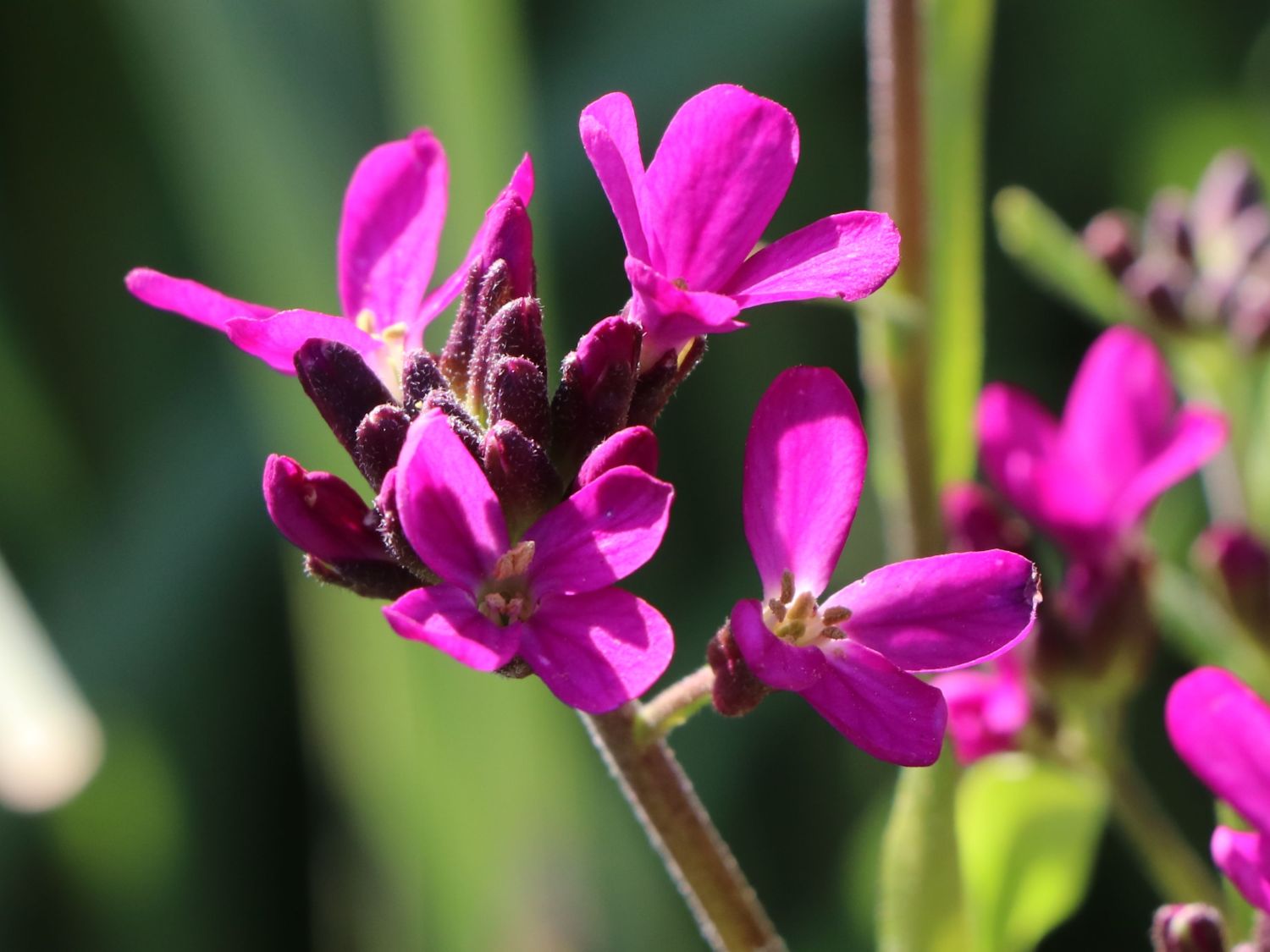 Gänsekresse 'Rote Sensation' Schönste Stauden & Expertenwissen