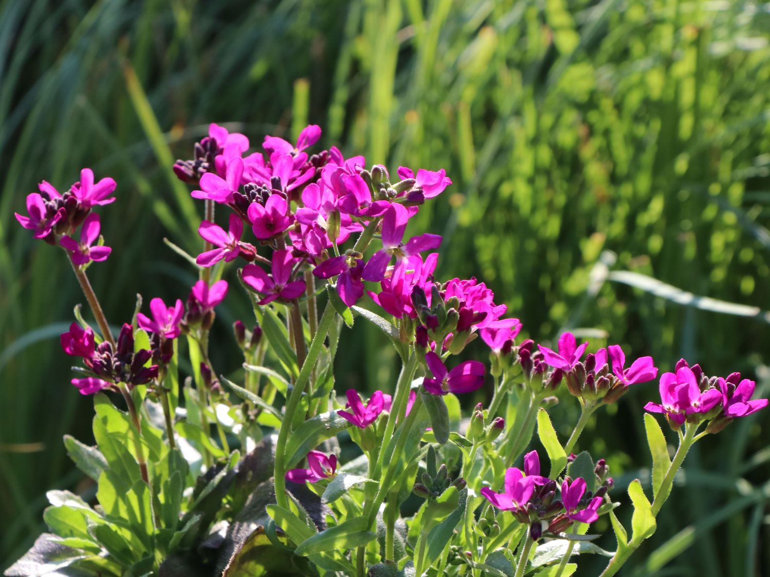 Gänsekresse 'Rote Sensation' Schönste Stauden & Expertenwissen