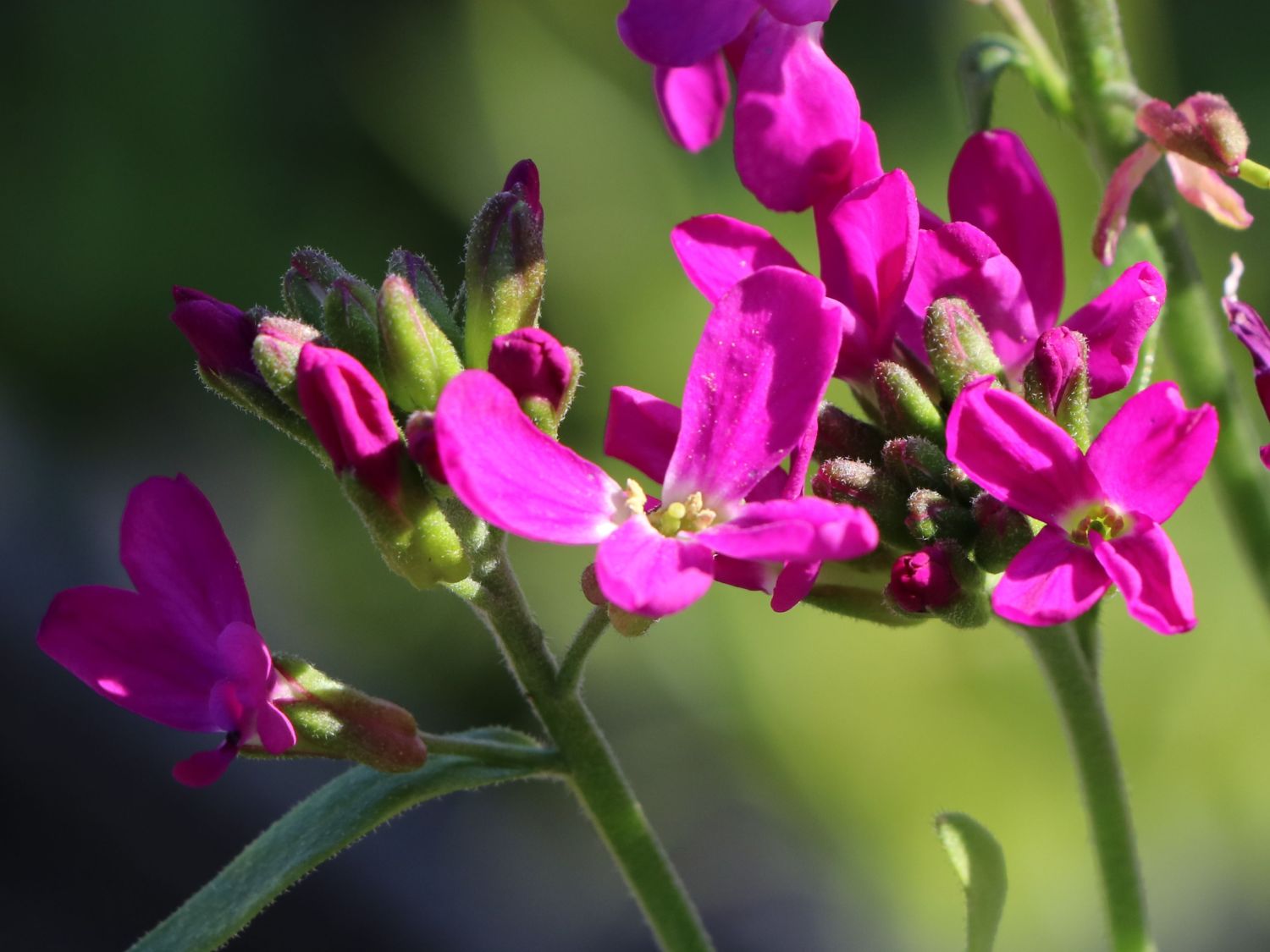 Gänsekresse 'Rote Sensation' Schönste Stauden & Expertenwissen