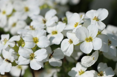 Gänsekresse 'Schneeball' - Arabis caucasica 'Schneeball'