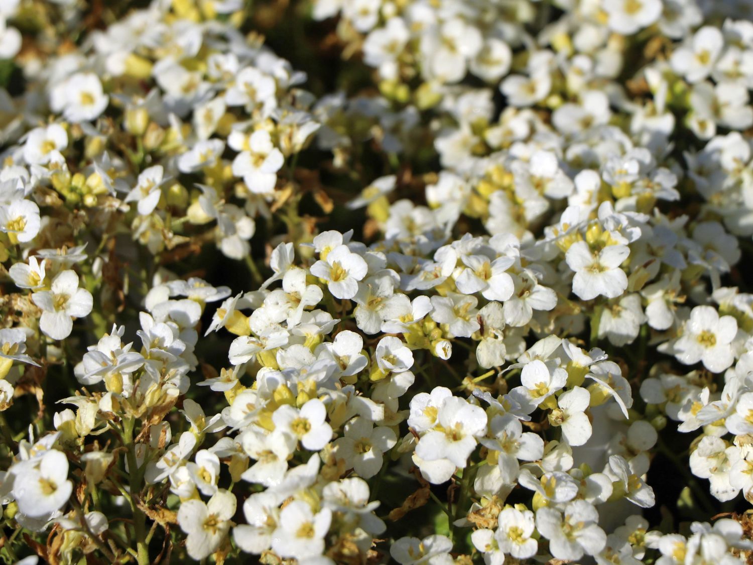 Gänsekresse 'Schneeball' Alles erfahren über Blüte, Wuchs & Co.