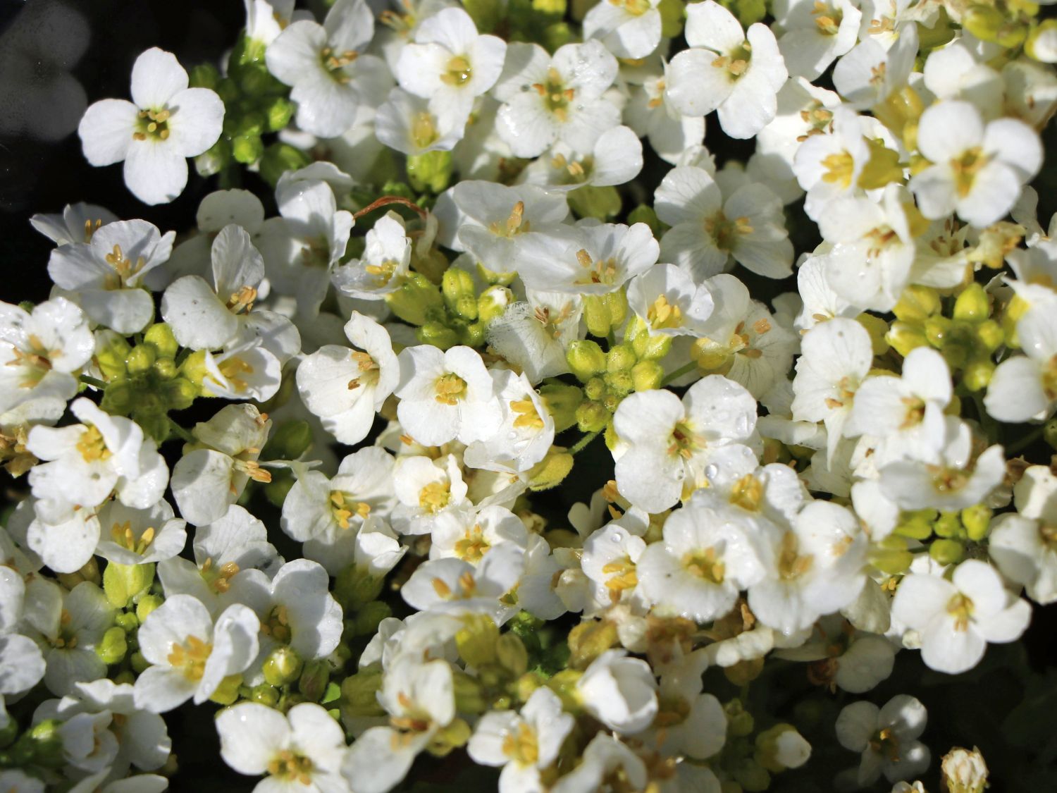 Gänsekresse 'Schneeball' Alles erfahren über Blüte, Wuchs & Co.