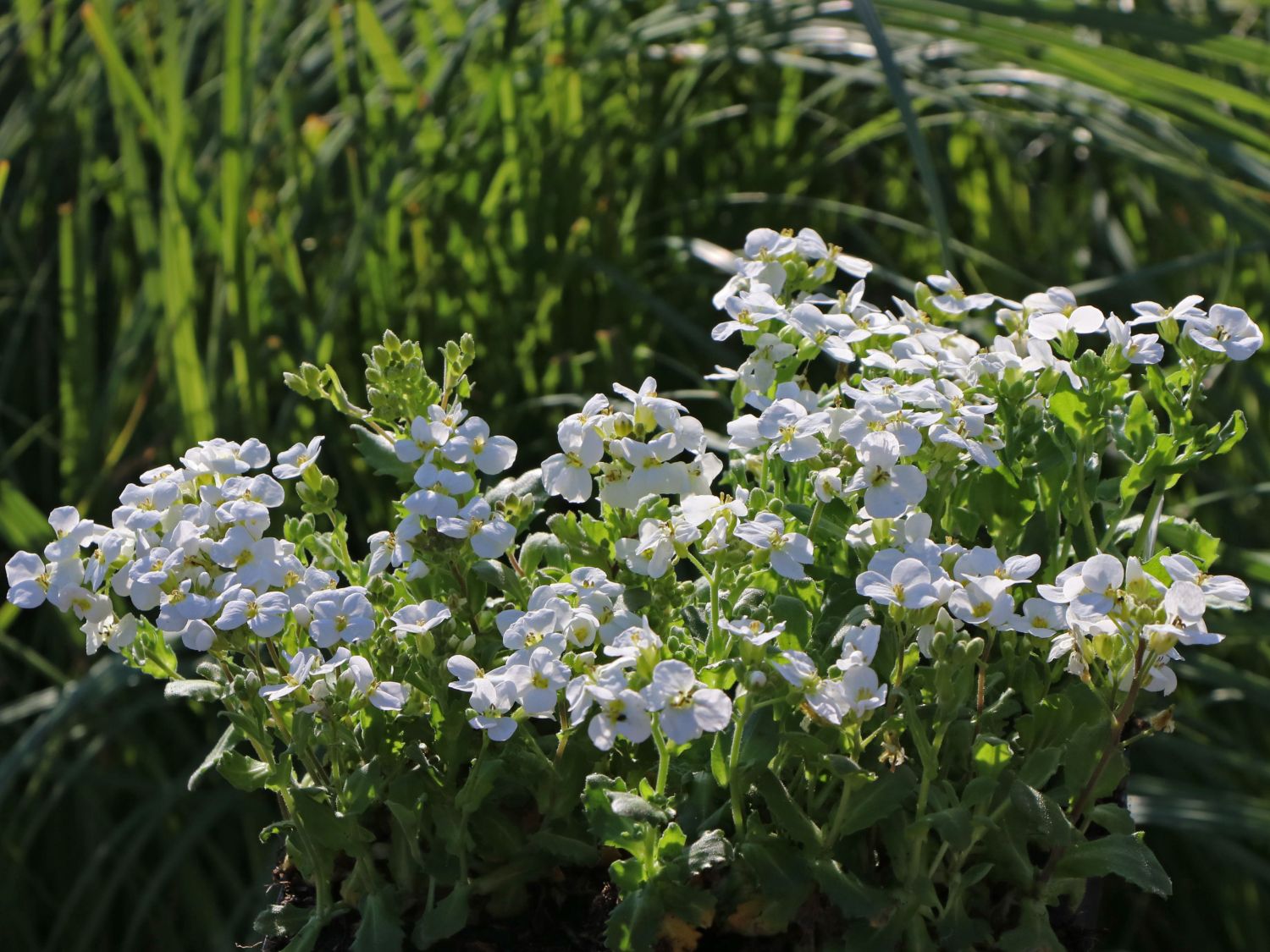 Gänsekresse 'Schneehaube' Schönste Stauden & Expertenwissen