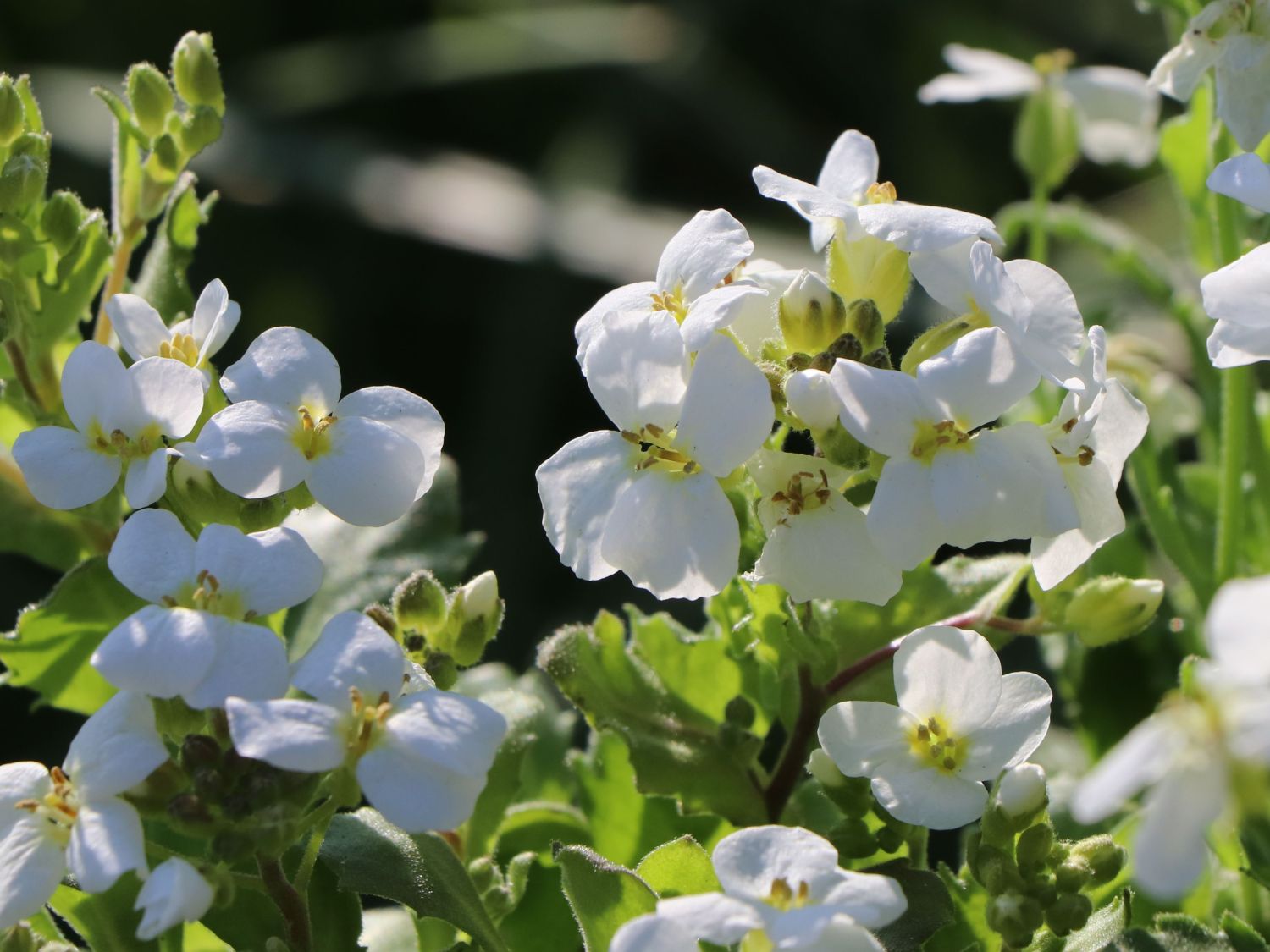 Gänsekresse 'Schneehaube' Schönste Stauden & Expertenwissen