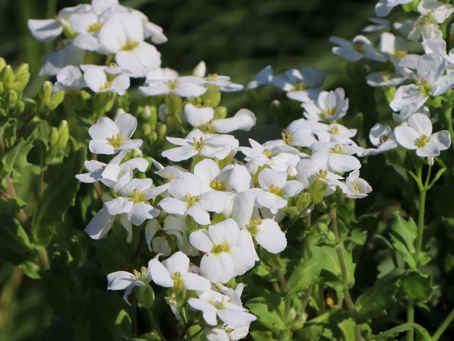 Gänsekresse 'Schneehaube' Schönste Stauden & Expertenwissen