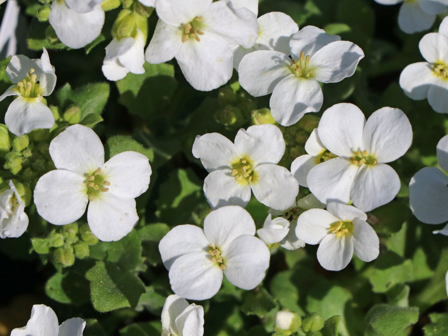 Gänsekresse 'Schneehaube' Schönste Stauden & Expertenwissen