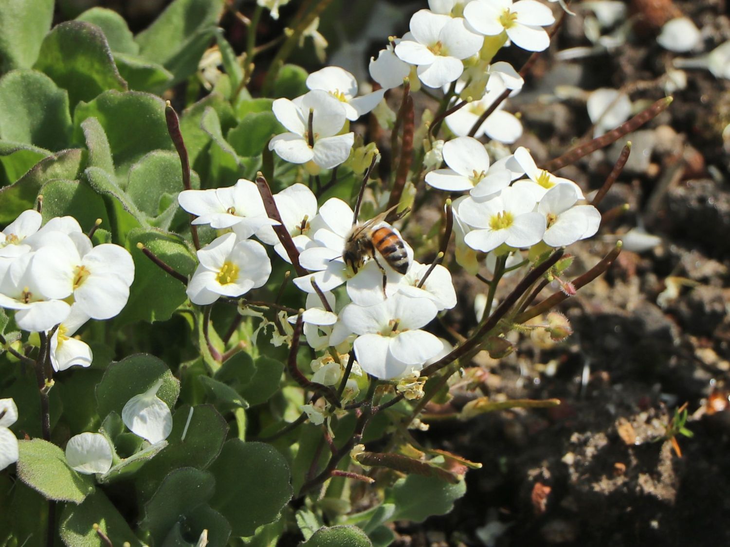 Gänsekresse 'Schneehaube' Schönste Stauden & Expertenwissen