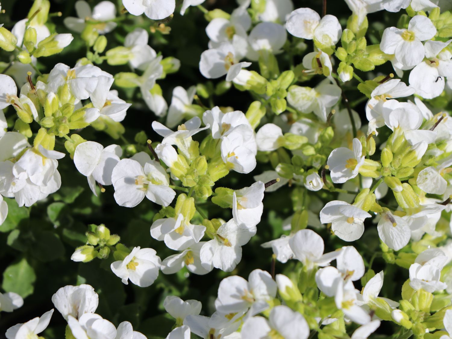 Gänsekresse 'Snowfix'