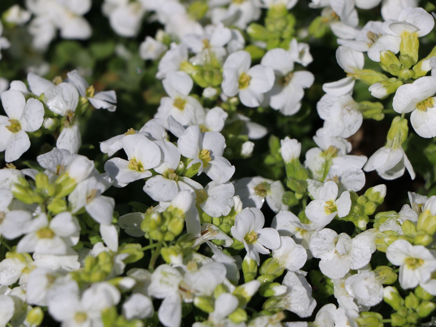 Gänsekresse 'Snowfix' Finde Deine neue Staude + Online Ratgeber
