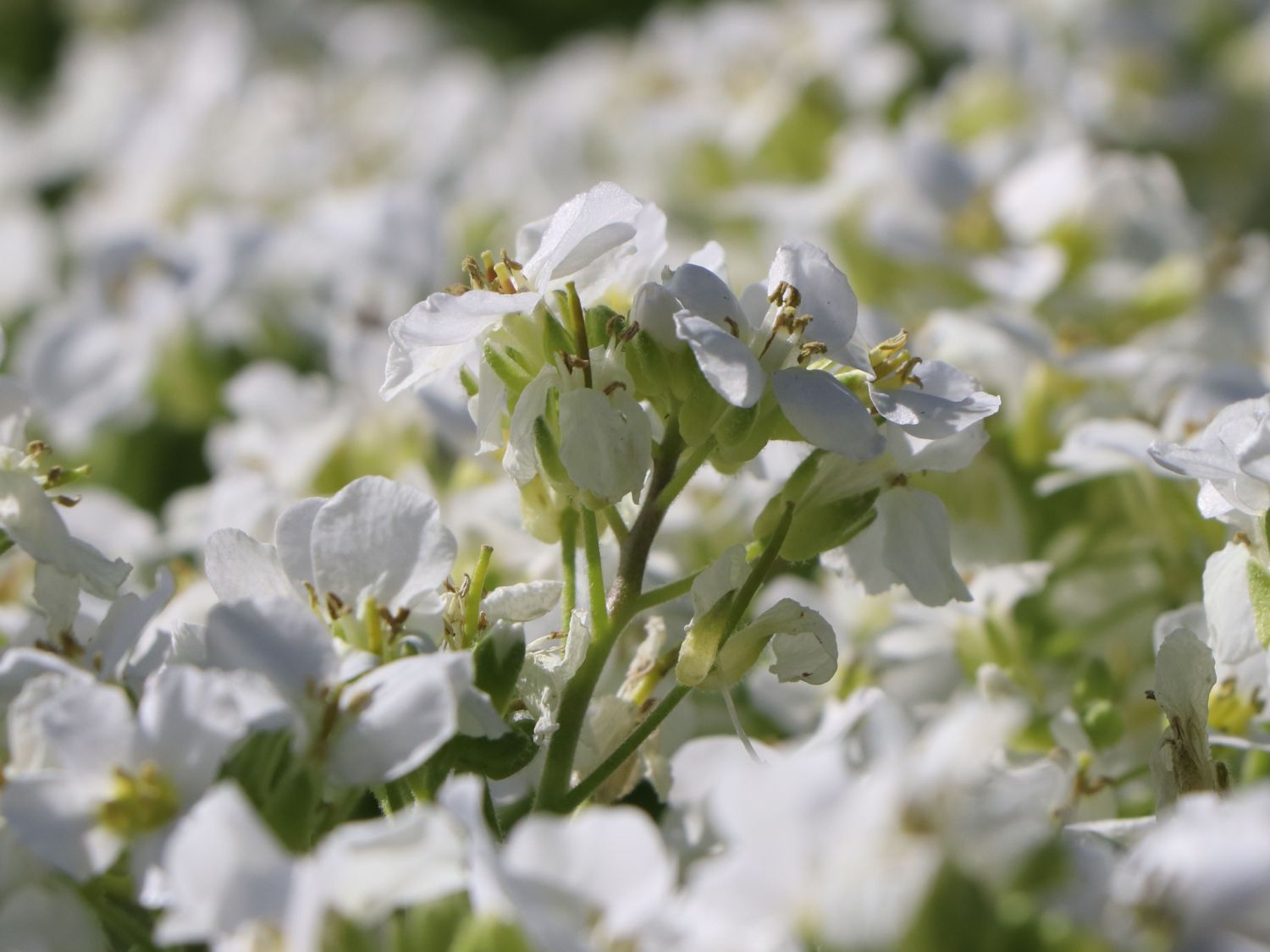 Gänsekresse 'Snowfix' - Arabis caucasica 'Snowfix'