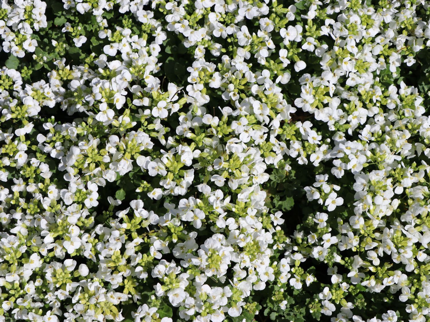 Gänsekresse 'Snowfix' - Arabis caucasica 'Snowfix'