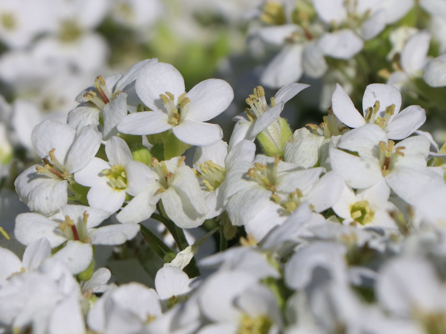 Gänsekresse 'Snowfix' - Arabis caucasica 'Snowfix'