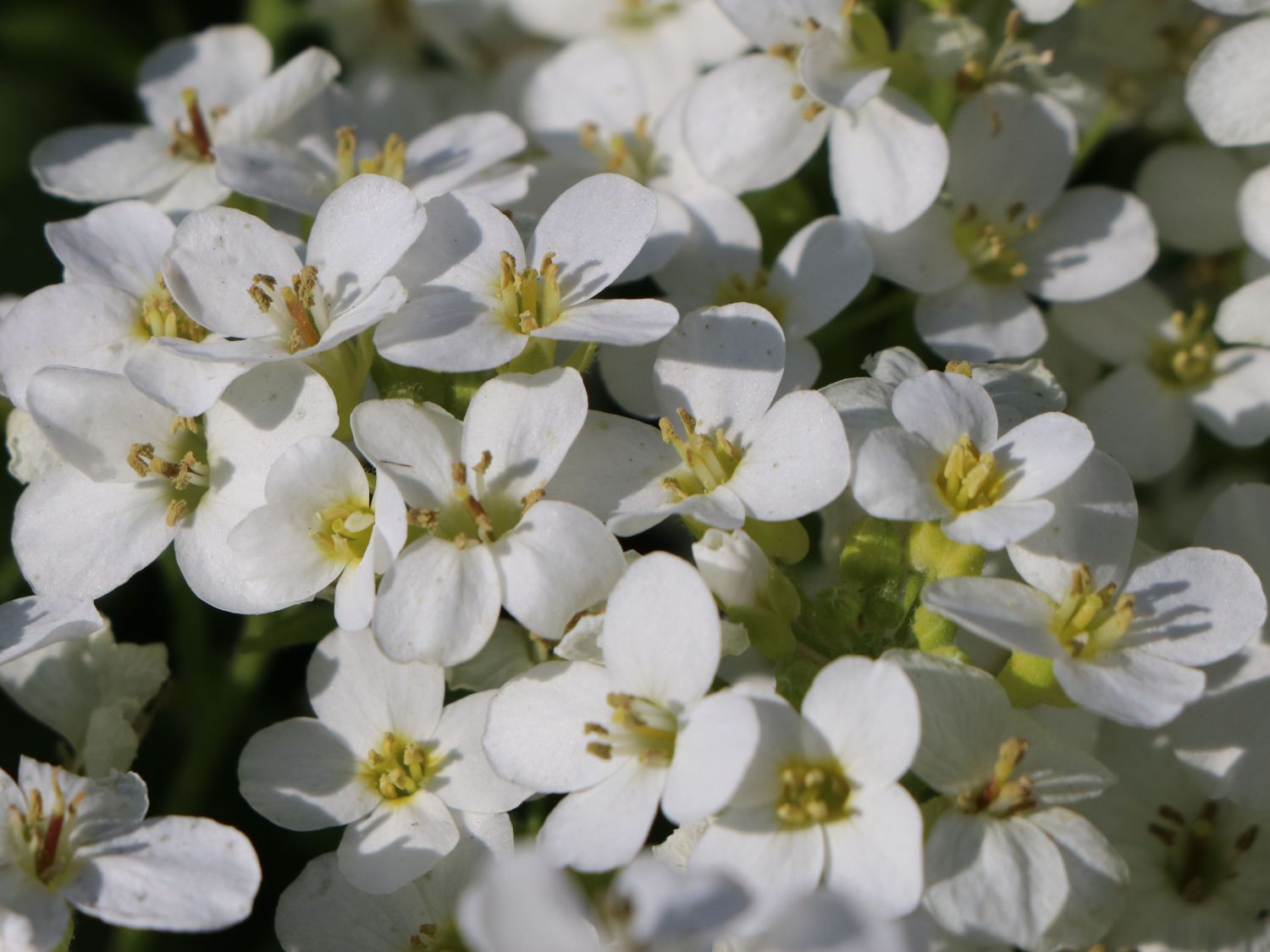 Gänsekresse 'Snowfix' - Arabis caucasica 'Snowfix'