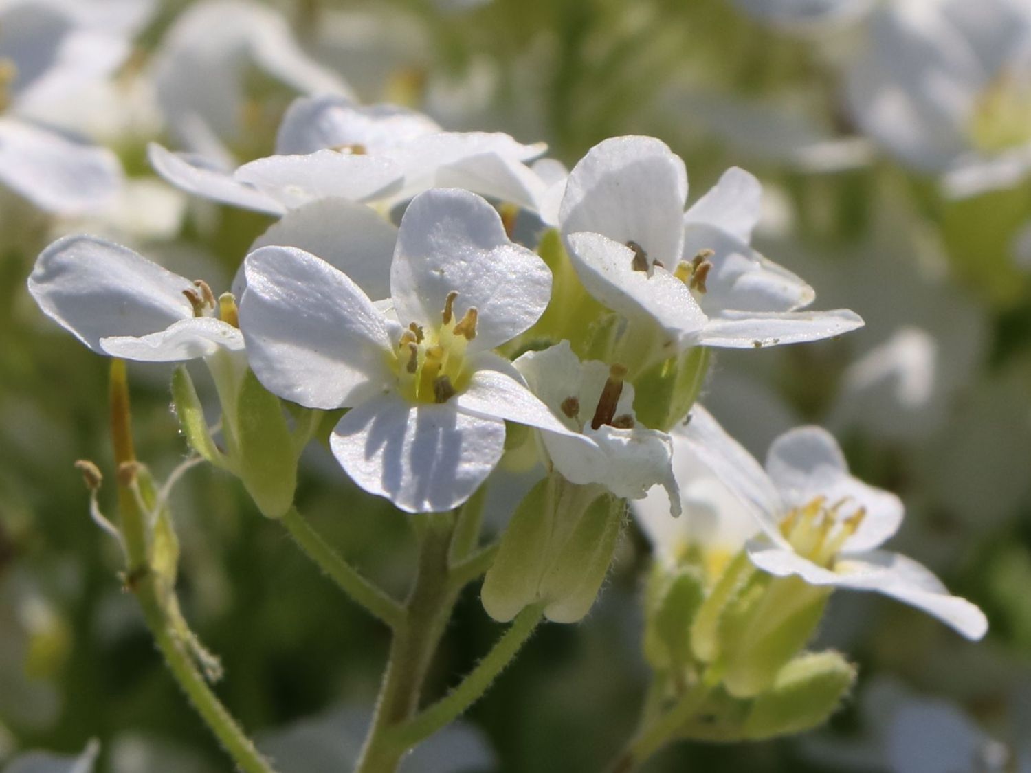 Gänsekresse 'Snowfix' - Arabis caucasica 'Snowfix'