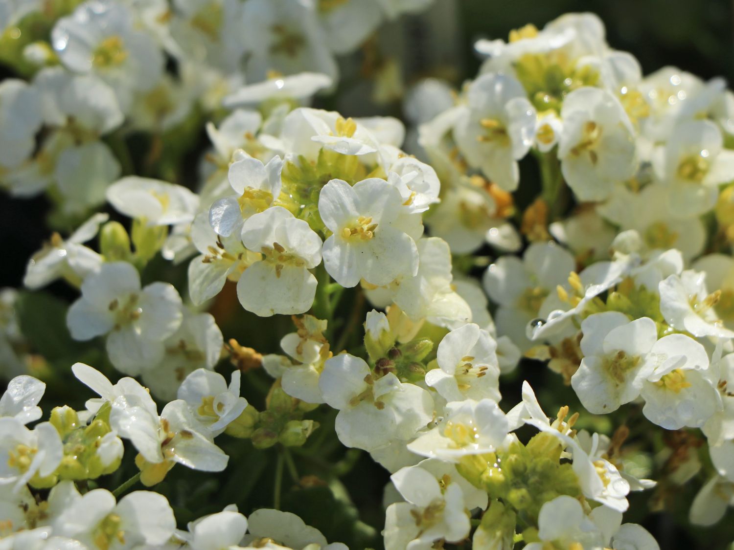 Gänsekresse 'Snowfix' - Arabis caucasica 'Snowfix'