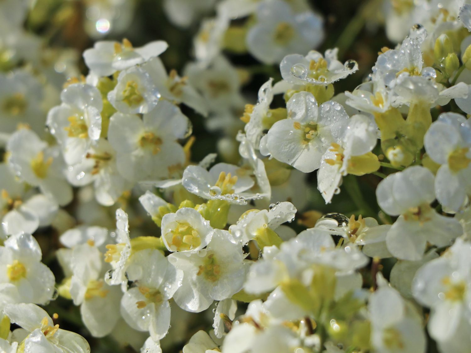 Gänsekresse 'Snowfix' - Arabis caucasica 'Snowfix'