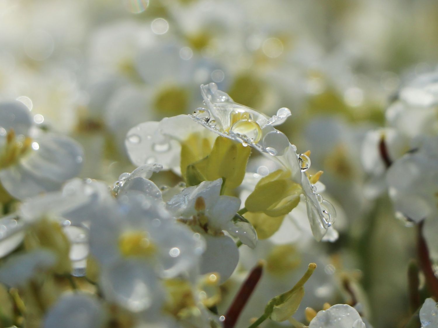 Gänsekresse 'Snowfix' Finde Deine neue Staude + Online Ratgeber