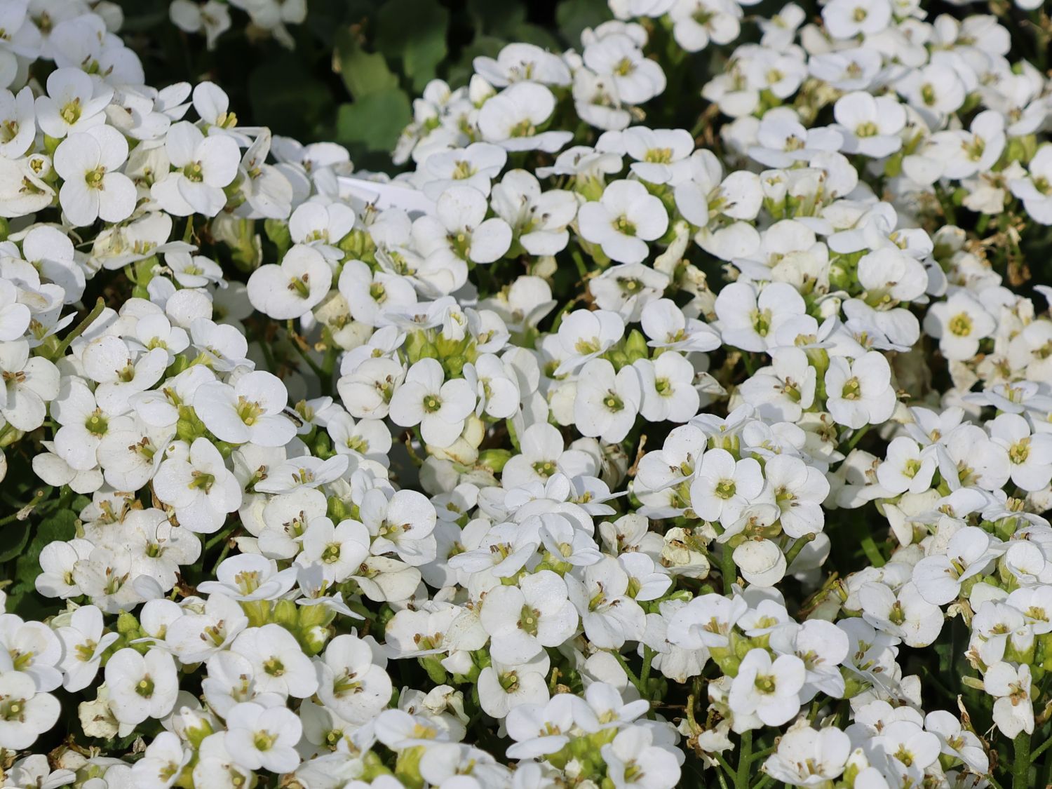 Gänsekresse 'Snowfix' - Arabis caucasica 'Snowfix'