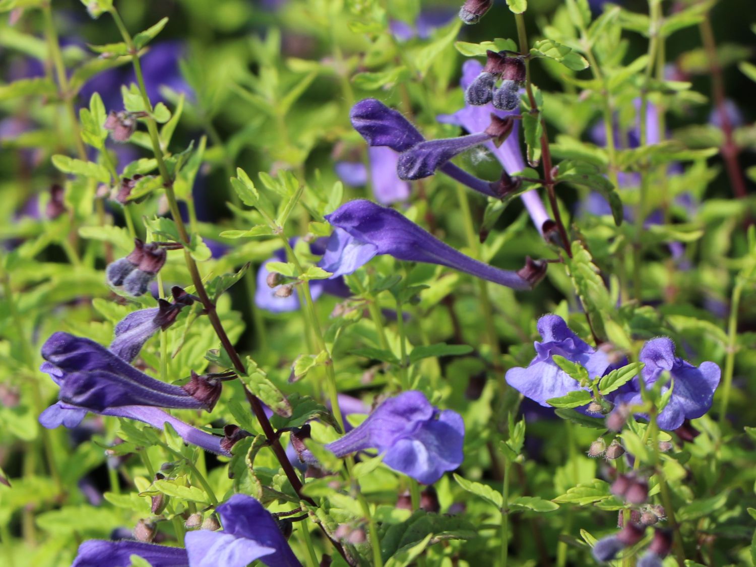 Gamanderblatt-Helmkraut