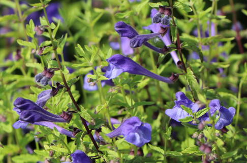 Gamanderblatt-Helmkraut - Scutellaria scordiifolia