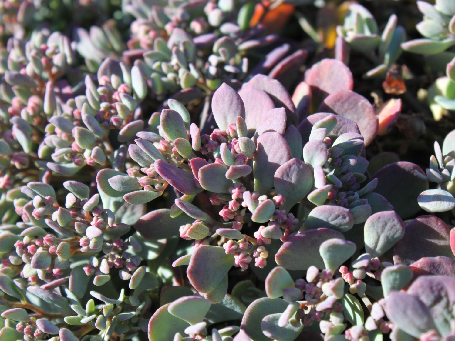 Fettblatt 'Lidakense'