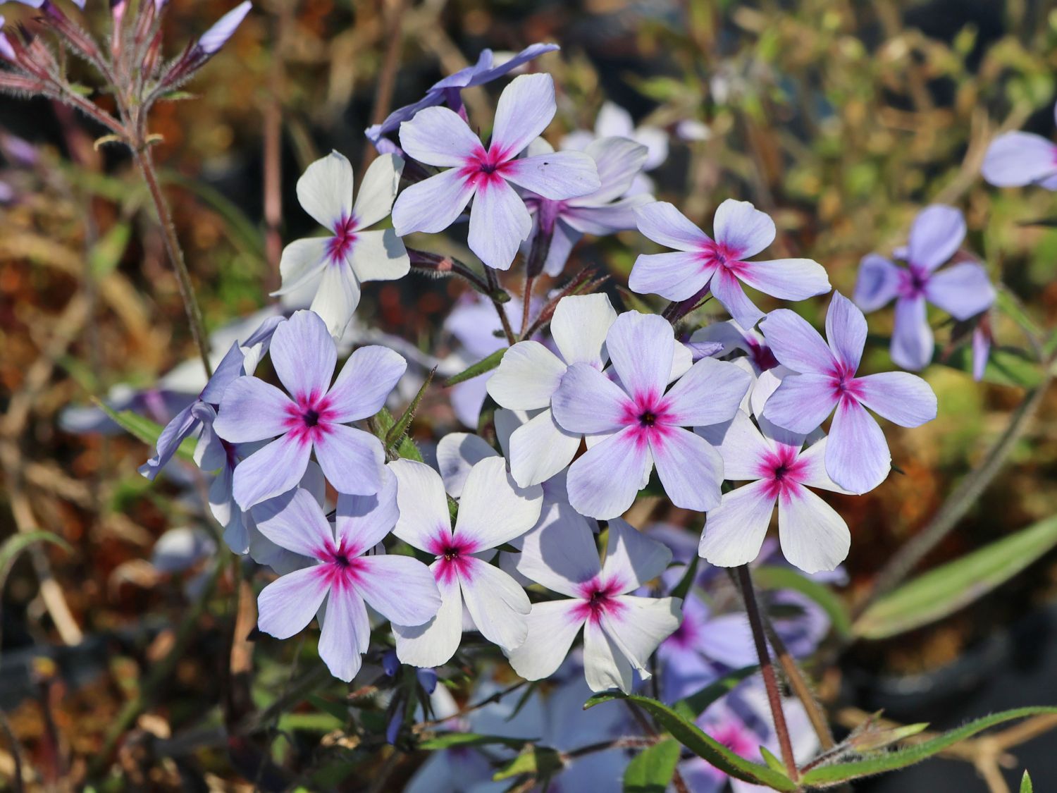 Garten-Flammenblume 'Chattahoochee'