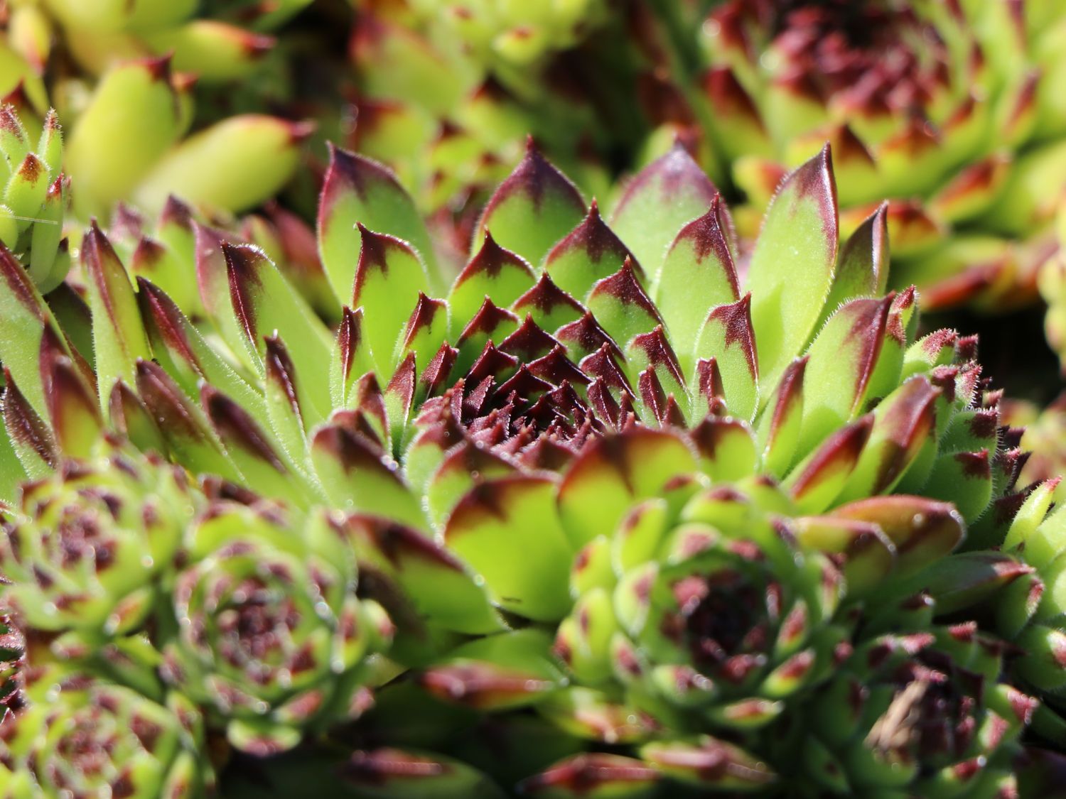 Garten-Hauswurz 'Black Top'