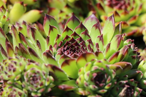 Garten-Hauswurz 'Black Top' - Sempervivum x cultorum 'Black Top'