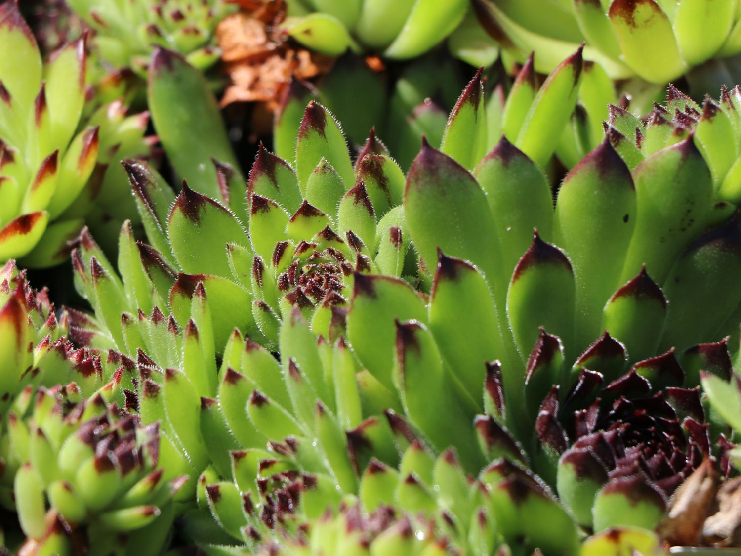 Garten-Hauswurz 'Black Top' - Sempervivum x cultorum 'Black Top'