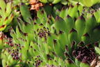 Garten-Hauswurz 'Black Top' - Sempervivum x cultorum 'Black Top'