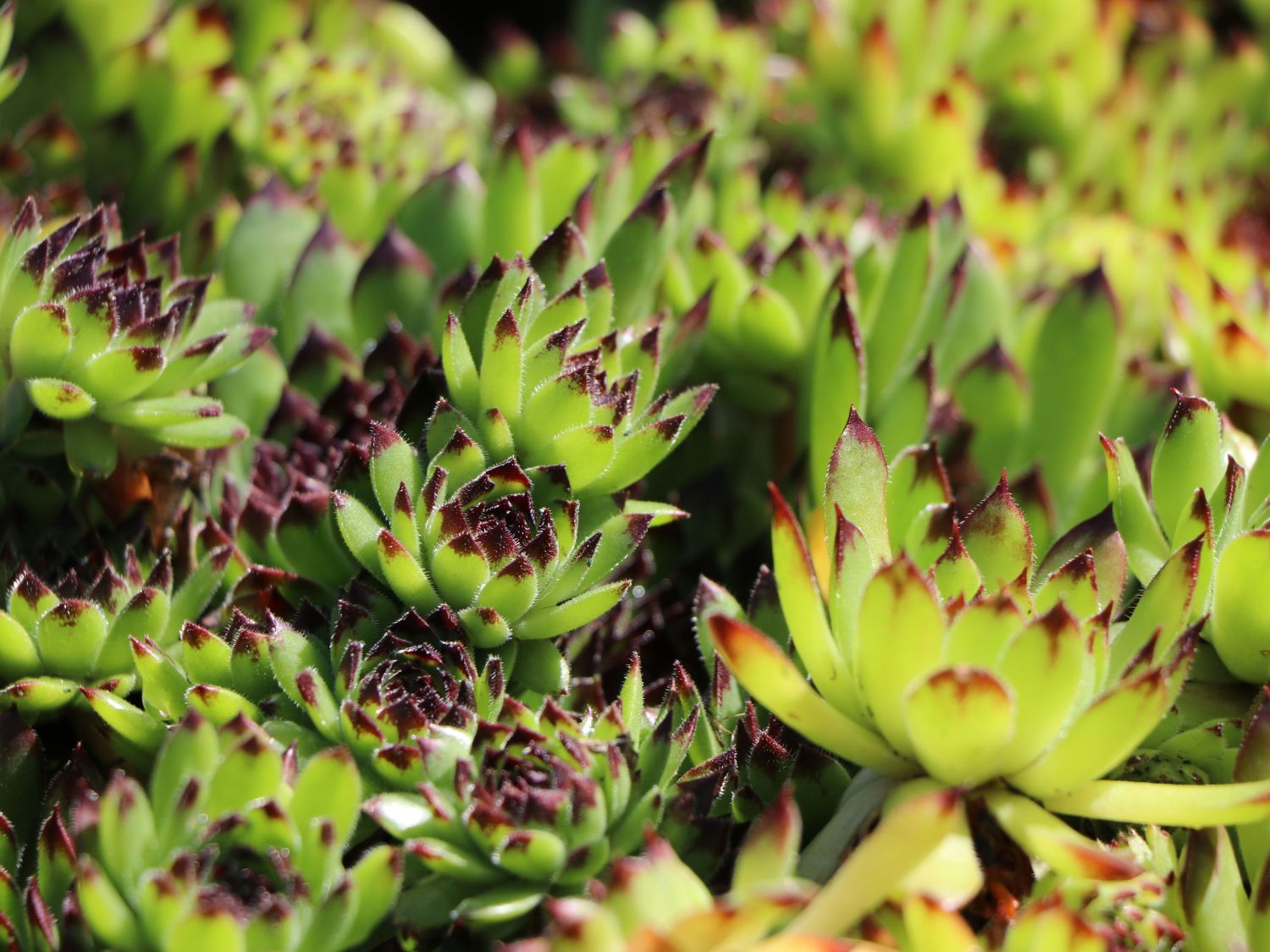 Garten-Hauswurz 'Black Top' - Sempervivum x cultorum 'Black Top'