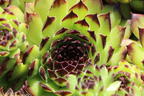 Garten-Hauswurz 'Black Top' - Sempervivum x cultorum 'Black Top'