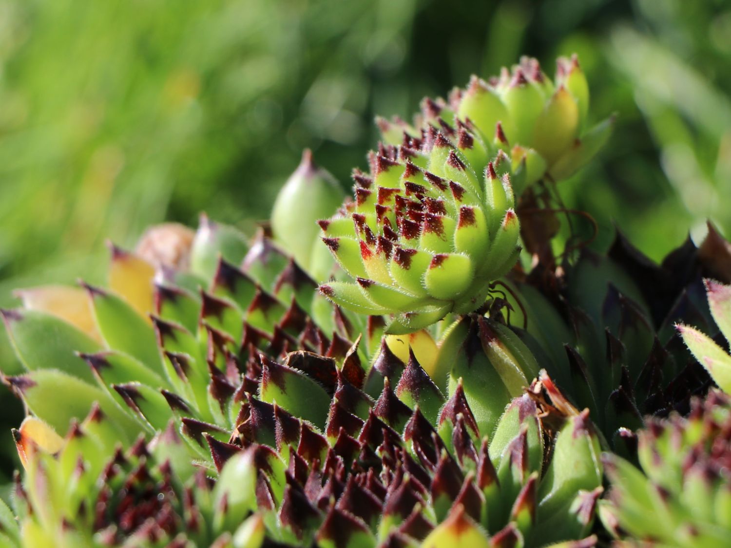 Garten-Hauswurz 'Black Top' - Sempervivum x cultorum 'Black Top'