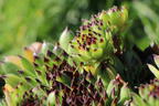 Garten-Hauswurz 'Black Top' - Sempervivum x cultorum 'Black Top'