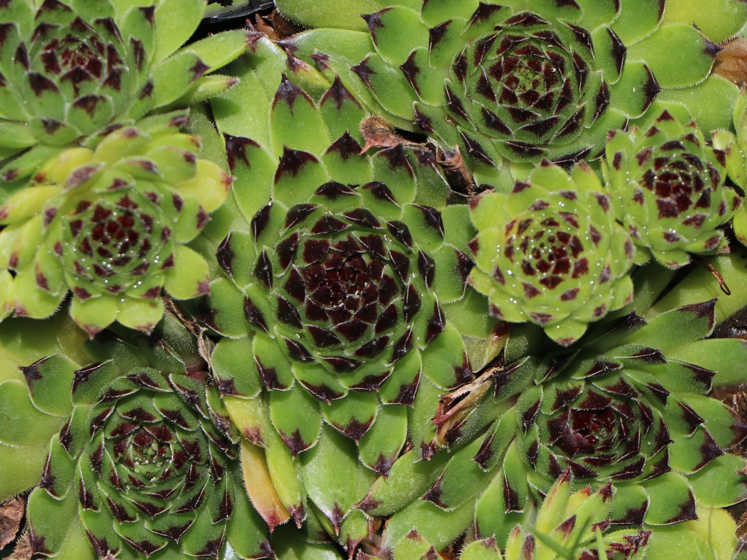 Garten-Hauswurz 'Black Top' - Sempervivum x cultorum 'Black Top'