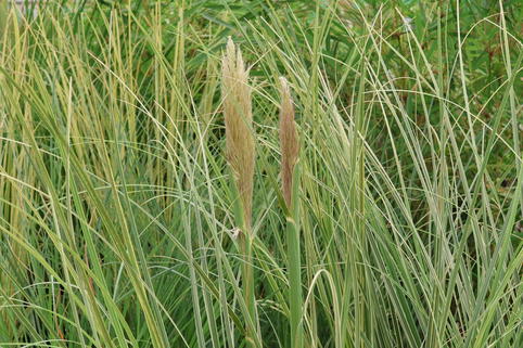 Garten-Pampasgras 'Mini Silver' - Cortaderia selloana 'Mini Silver'
