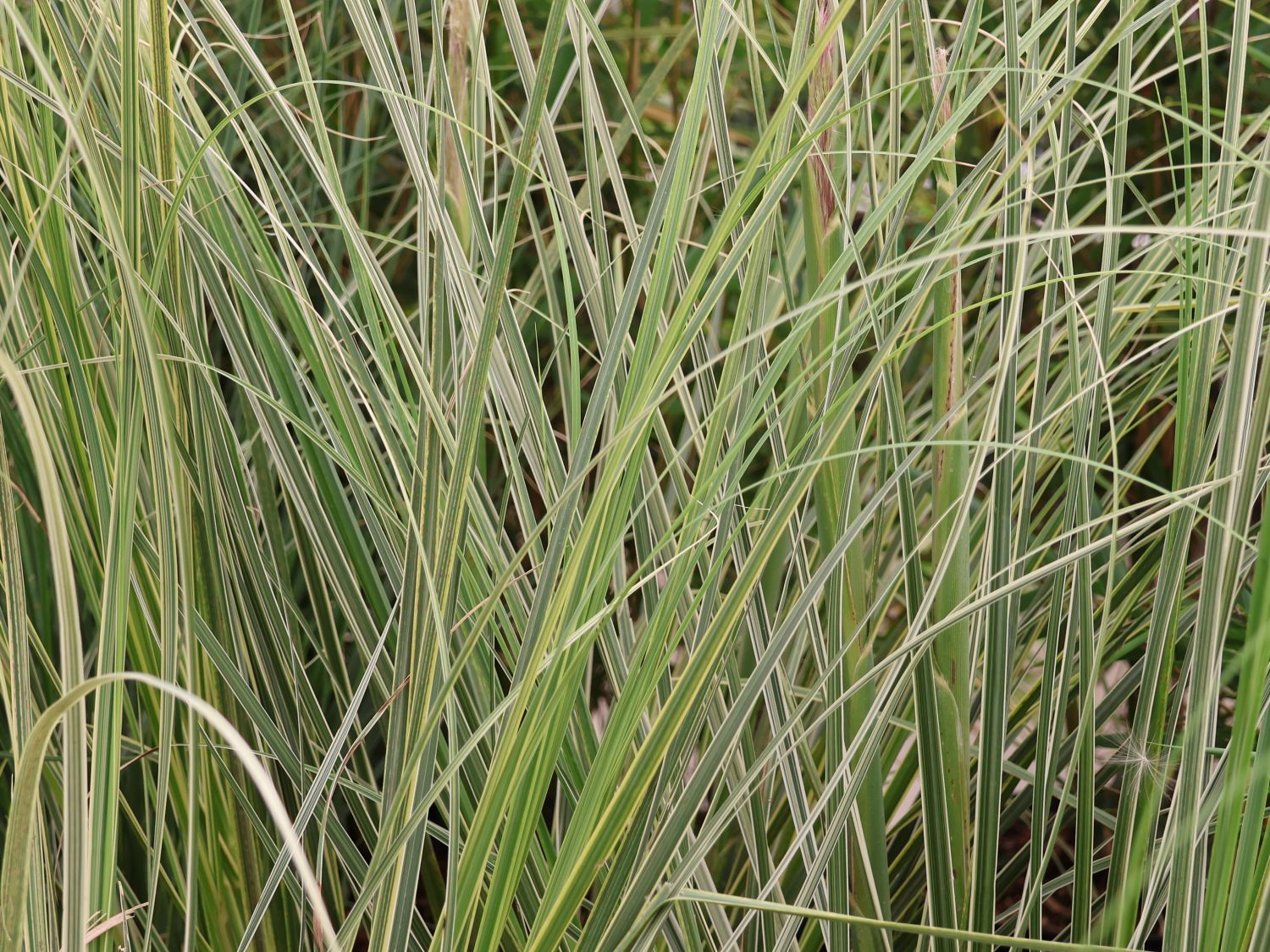 Garten-Pampasgras 'Mini Silver' - Cortaderia selloana 'Mini Silver'