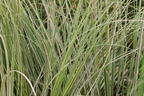 Garten-Pampasgras 'Mini Silver' - Cortaderia selloana 'Mini Silver'