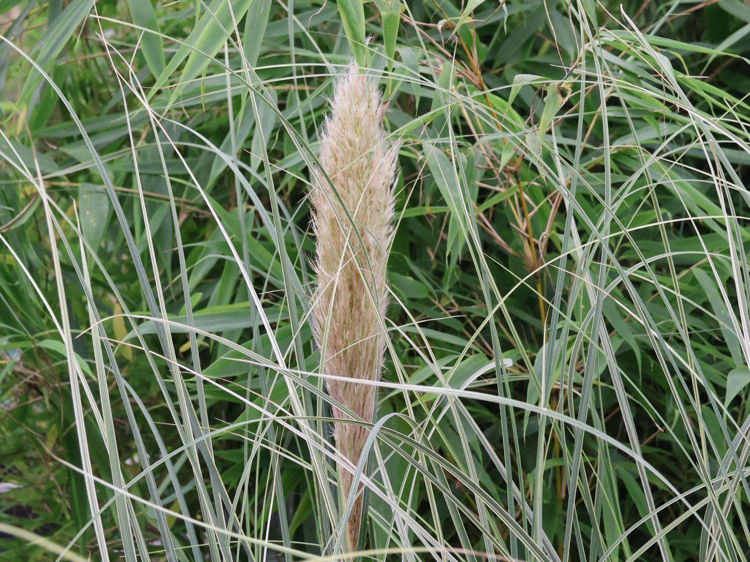 Garten-Pampasgras 'Mini Silver' - Cortaderia selloana 'Mini Silver'