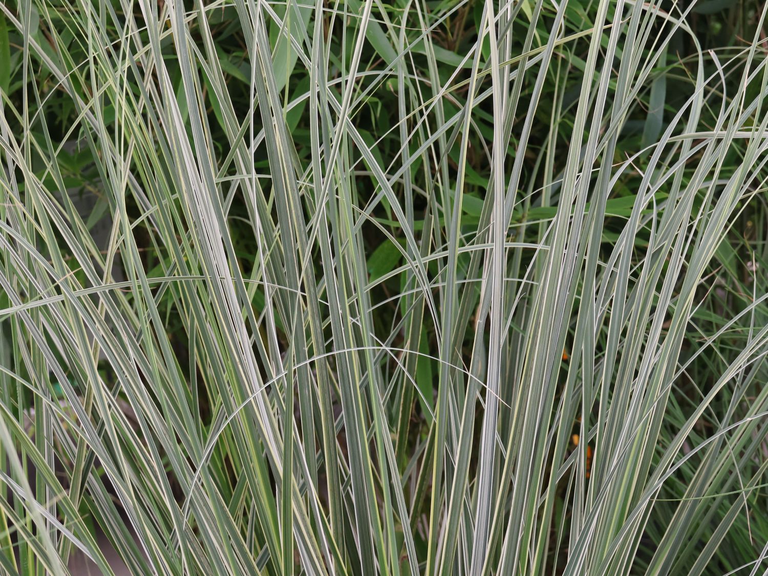 Garten-Pampasgras 'Mini Silver' - Cortaderia selloana 'Mini Silver'