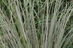 Garten-Pampasgras 'Mini Silver' - Cortaderia selloana 'Mini Silver'