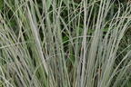 Garten-Pampasgras 'Mini Silver' - Cortaderia selloana 'Mini Silver'