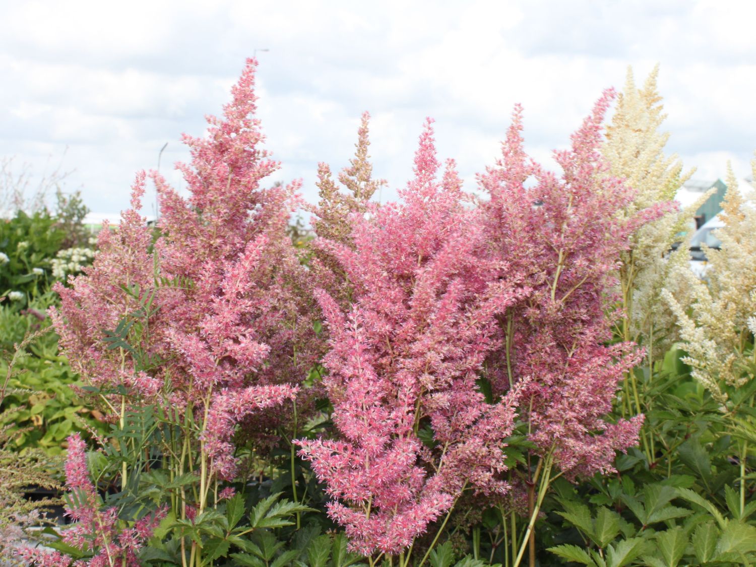 Prachtspiere 'Rheinland' - Astilbe japonica 'Rheinland'
