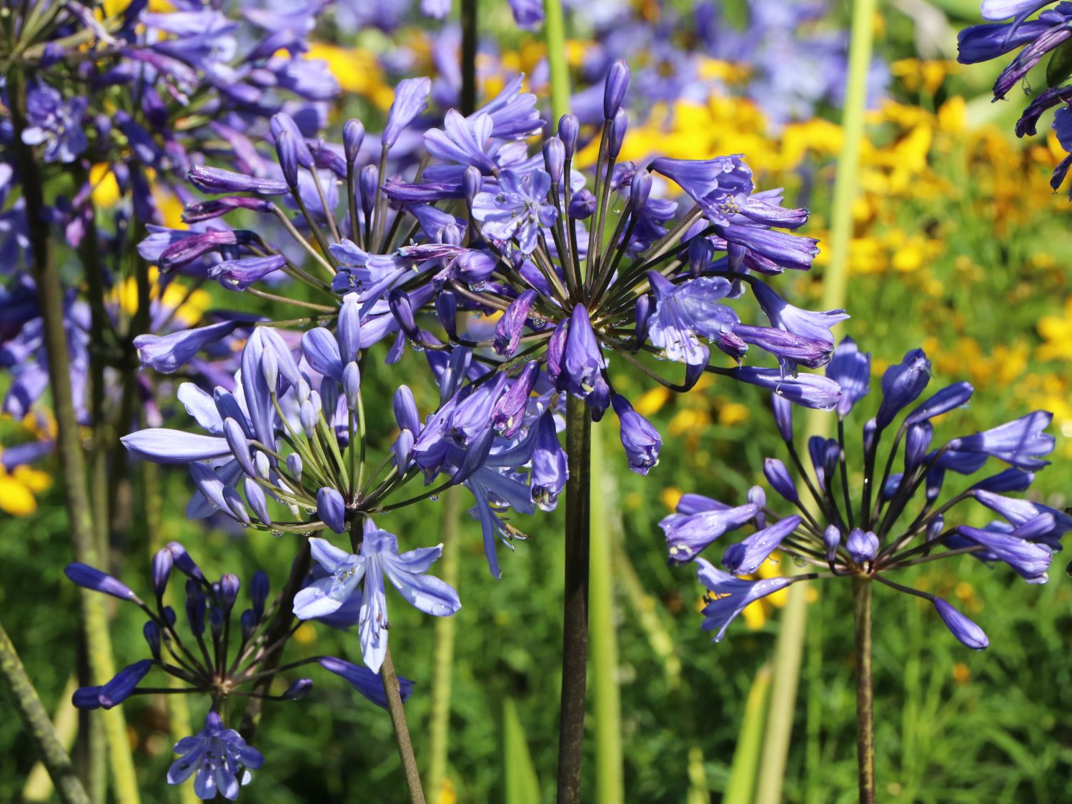 Garten-Schmucklilie 'Sunfield'